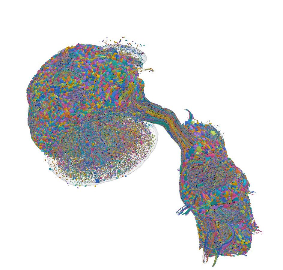 The male fruit fly nervous system rendered from the connectome
